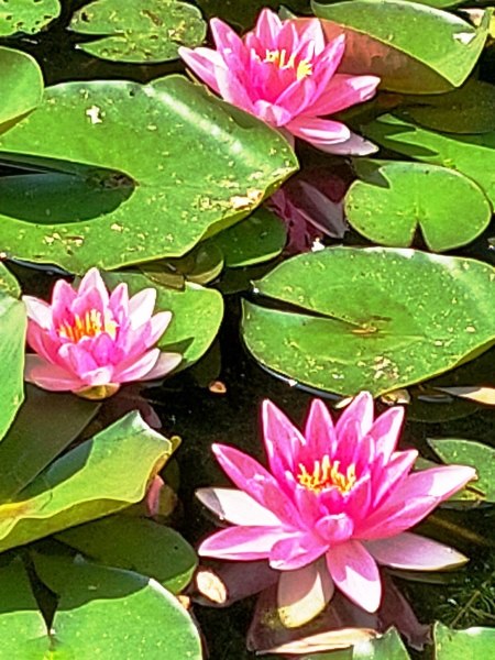 Tuin van Wilfried Rösner - Het Tuinpad Op / In Nachbars Garten