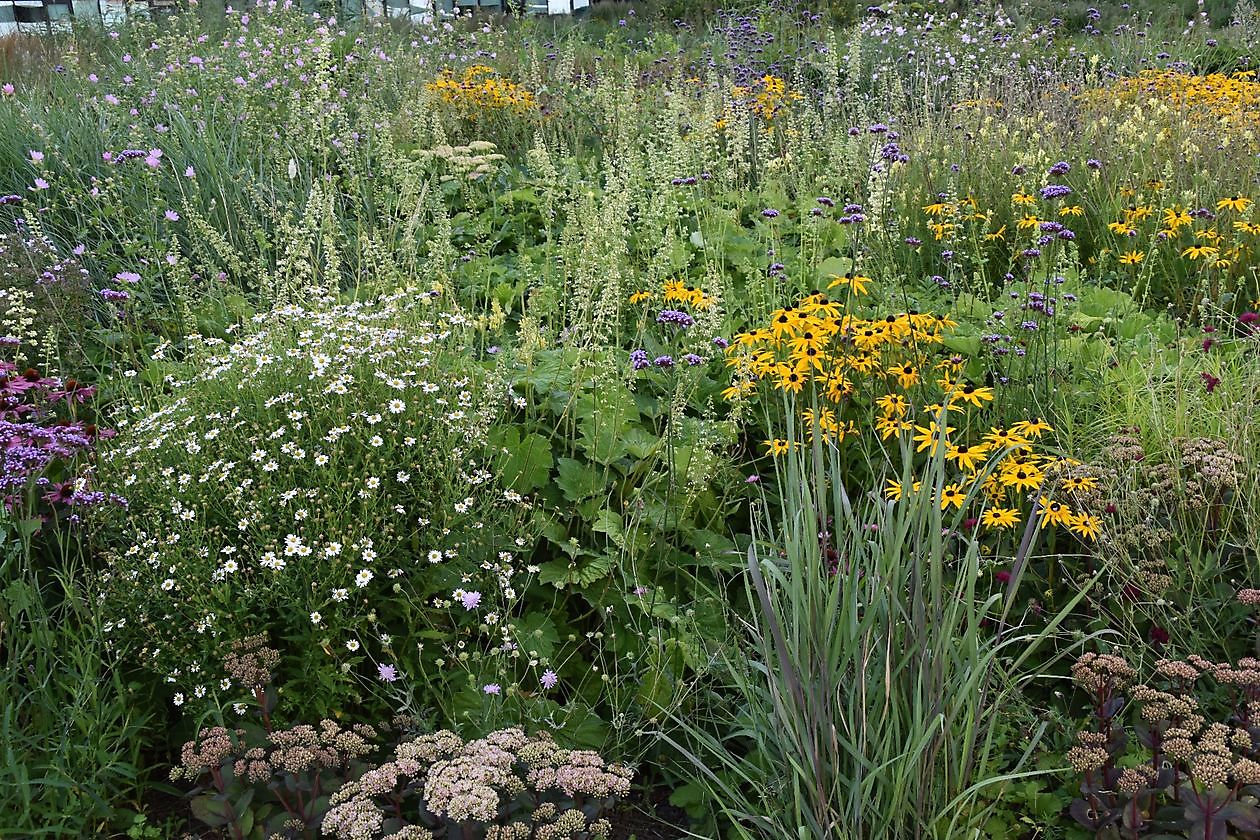 Stads/daktuin Kempkensberg - Het Tuinpad Op / In Nachbars Garten