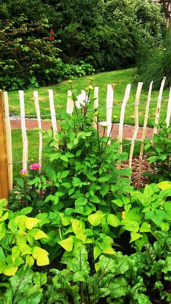 Tuin Geziena Scholtalbers - Het Tuinpad Op / In Nachbars Garten