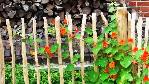 Tuin Geziena Scholtalbers - Het Tuinpad Op / In Nachbars Garten