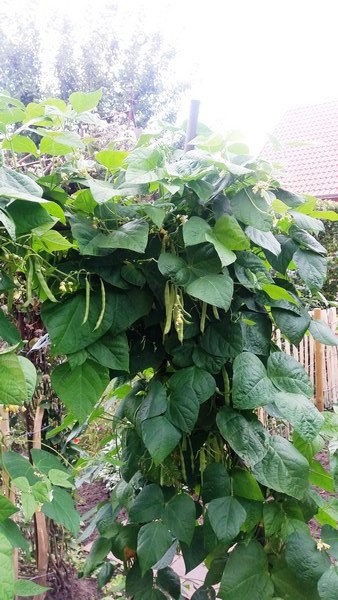 Tuin Geziena Scholtalbers - Het Tuinpad Op / In Nachbars Garten