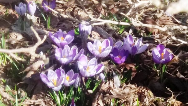 Tuin Geziena Scholtalbers - Het Tuinpad Op / In Nachbars Garten