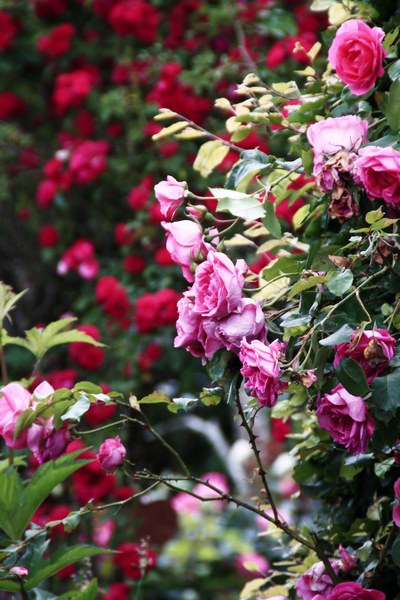 Tuin Am Schwarzen Brack - Het Tuinpad Op / In Nachbars Garten