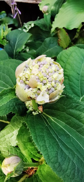 Tuin Am Schwarzen Brack - Het Tuinpad Op / In Nachbars Garten