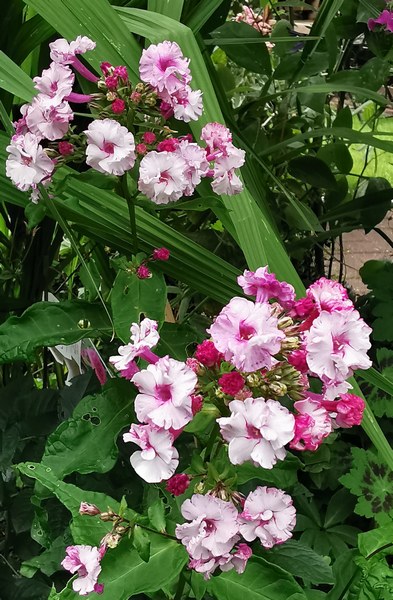 Tuin Am Schwarzen Brack - Het Tuinpad Op / In Nachbars Garten