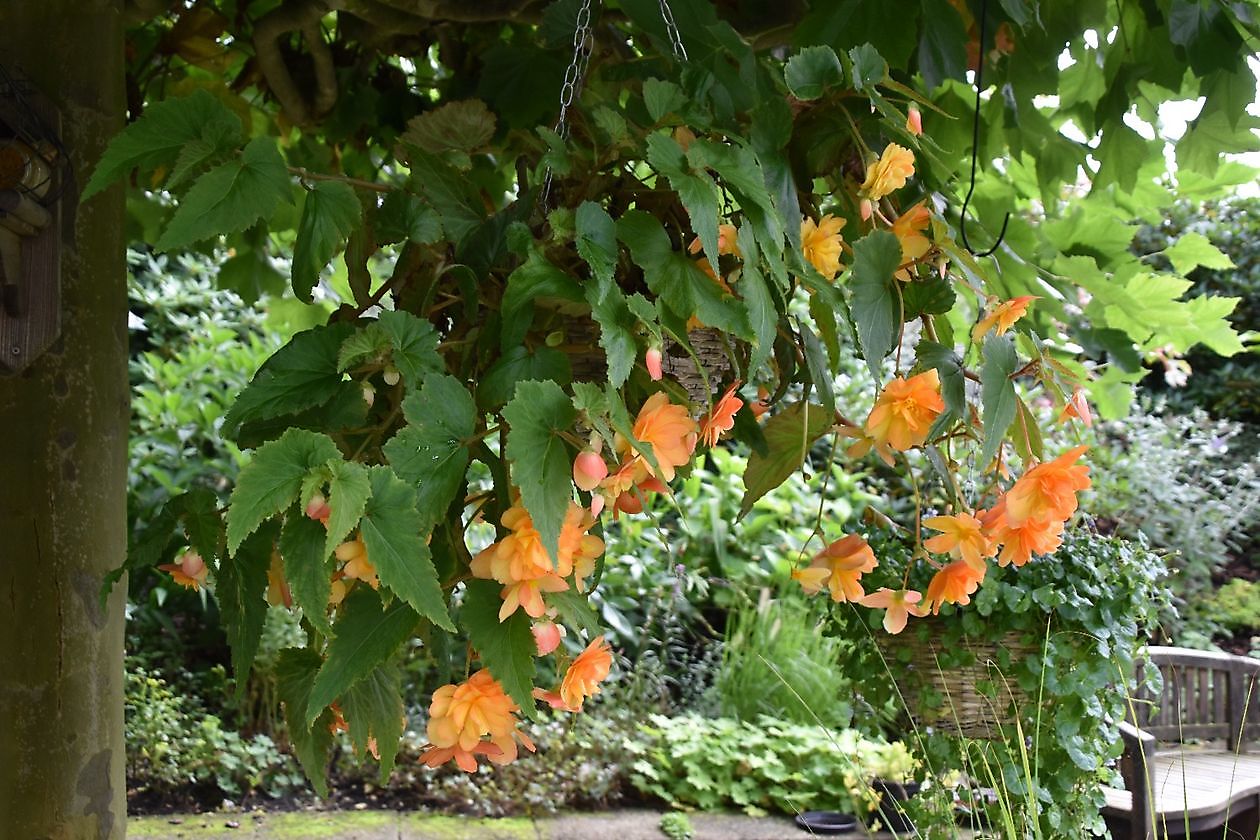 Uilenborg II - Het Tuinpad Op / In Nachbars Garten