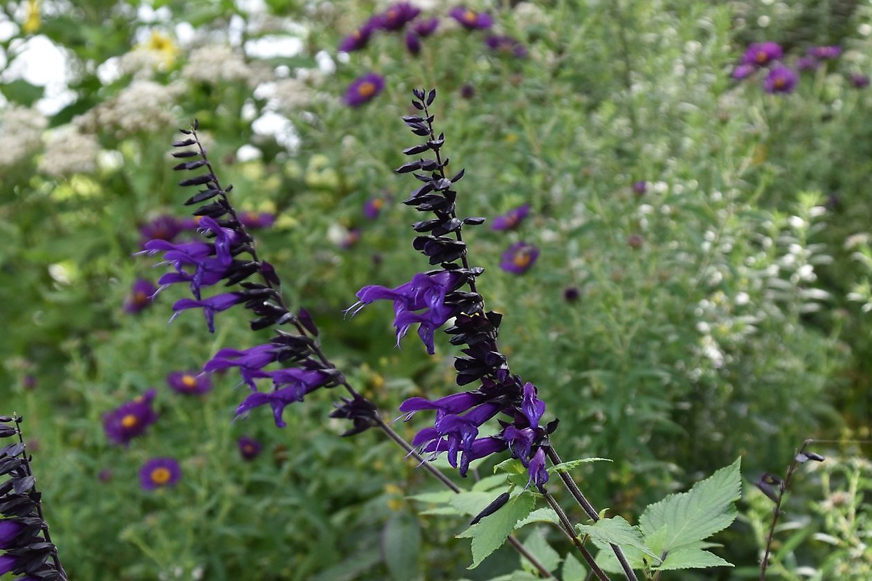 Uilenborg II - Het Tuinpad Op / In Nachbars Garten