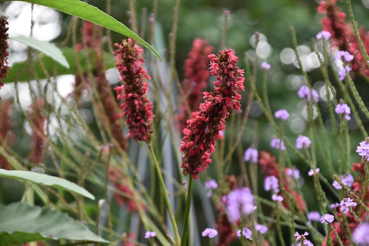 Uilenborg II - Het Tuinpad Op / In Nachbars Garten