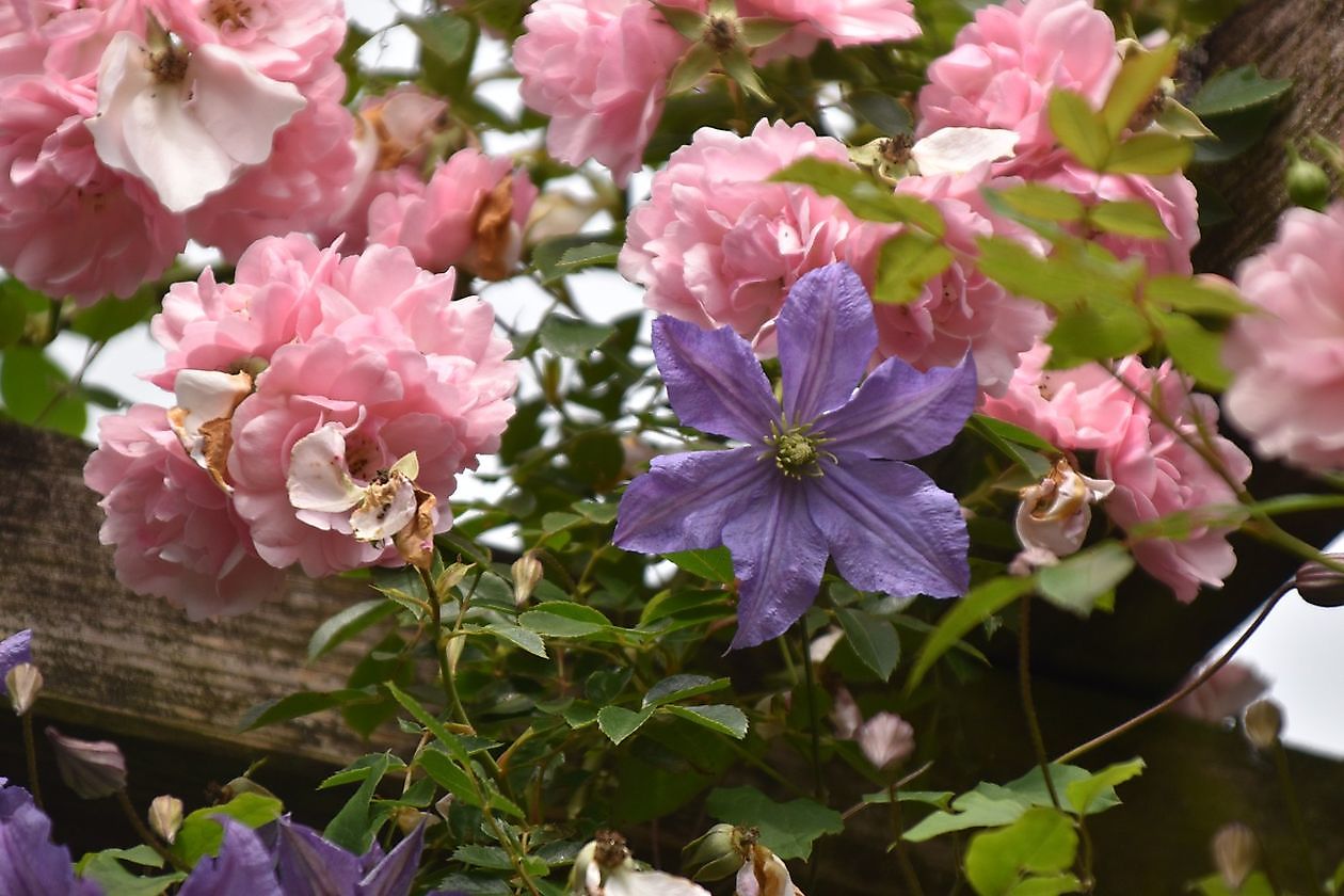 Meerstadtuin - Het Tuinpad Op / In Nachbars Garten