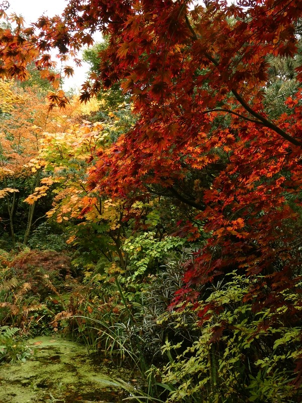 Garten der Stille - Het Tuinpad Op / In Nachbars Garten