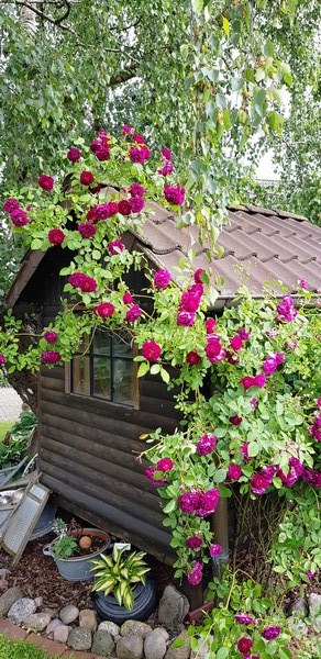 Bijentuin Grape - Het Tuinpad Op / In Nachbars Garten