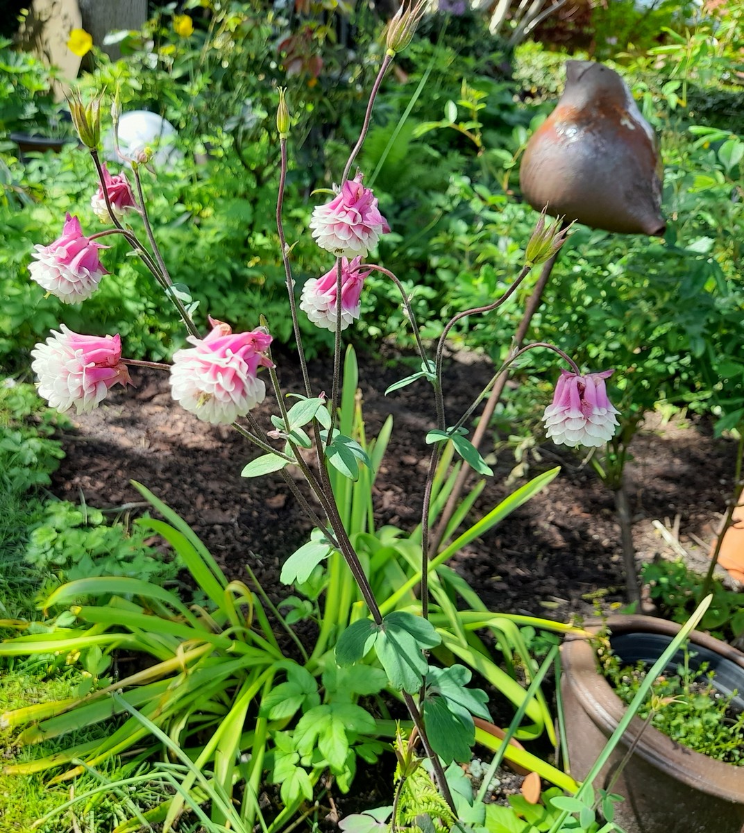 Christa Welling - Het Tuinpad Op / In Nachbars Garten