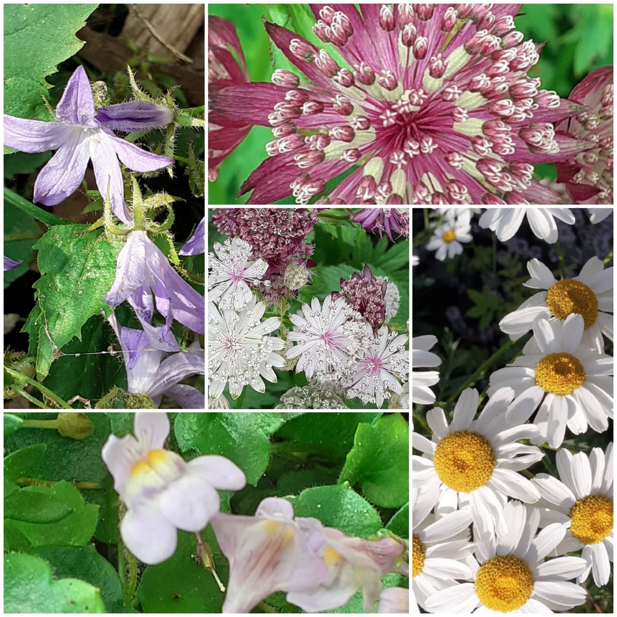 Droomtuin - Het Tuinpad Op / In Nachbars Garten