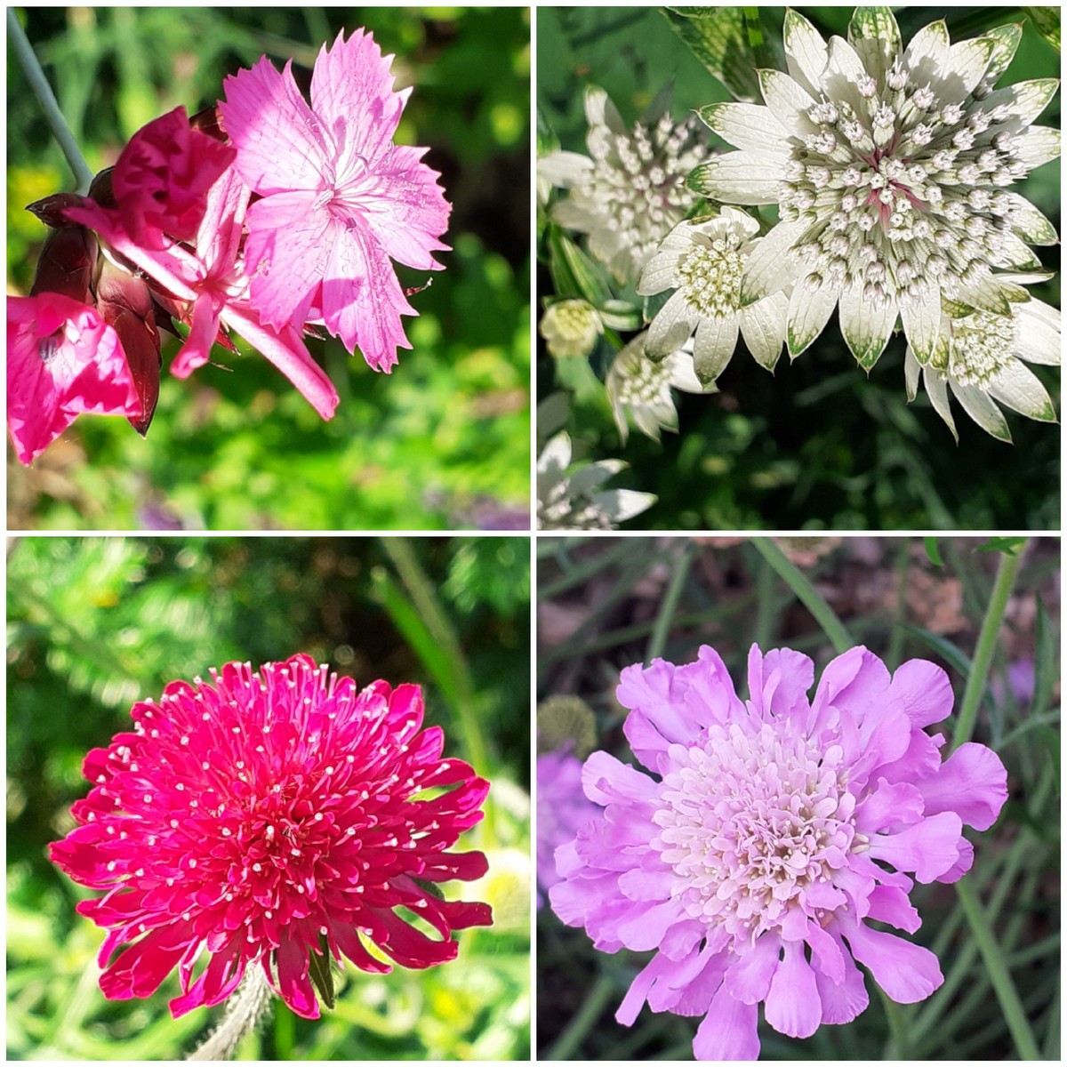 Droomtuin - Het Tuinpad Op / In Nachbars Garten