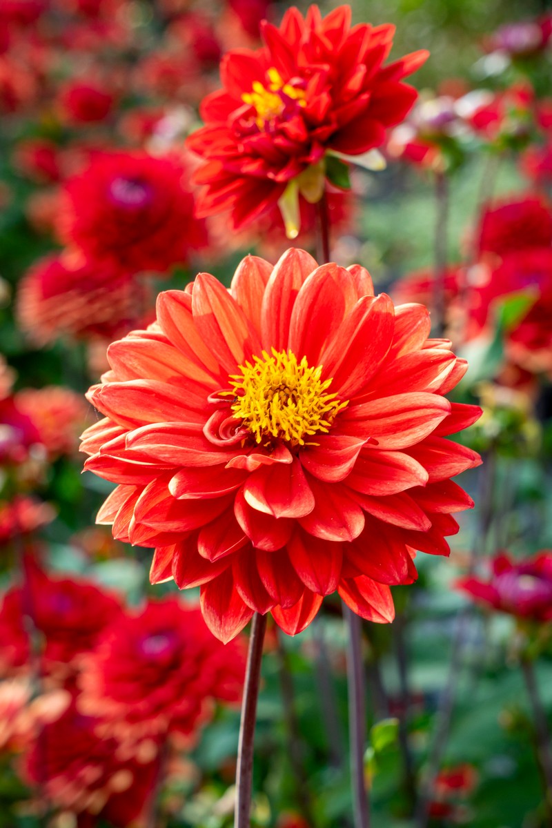 Friese Patiotuin - Het Tuinpad Op / In Nachbars Garten