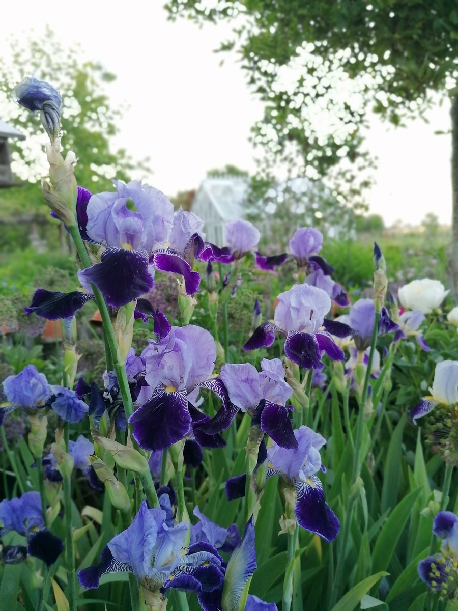 Der versteckte Garten am Jadebusen - Het Tuinpad Op / In Nachbars Garten