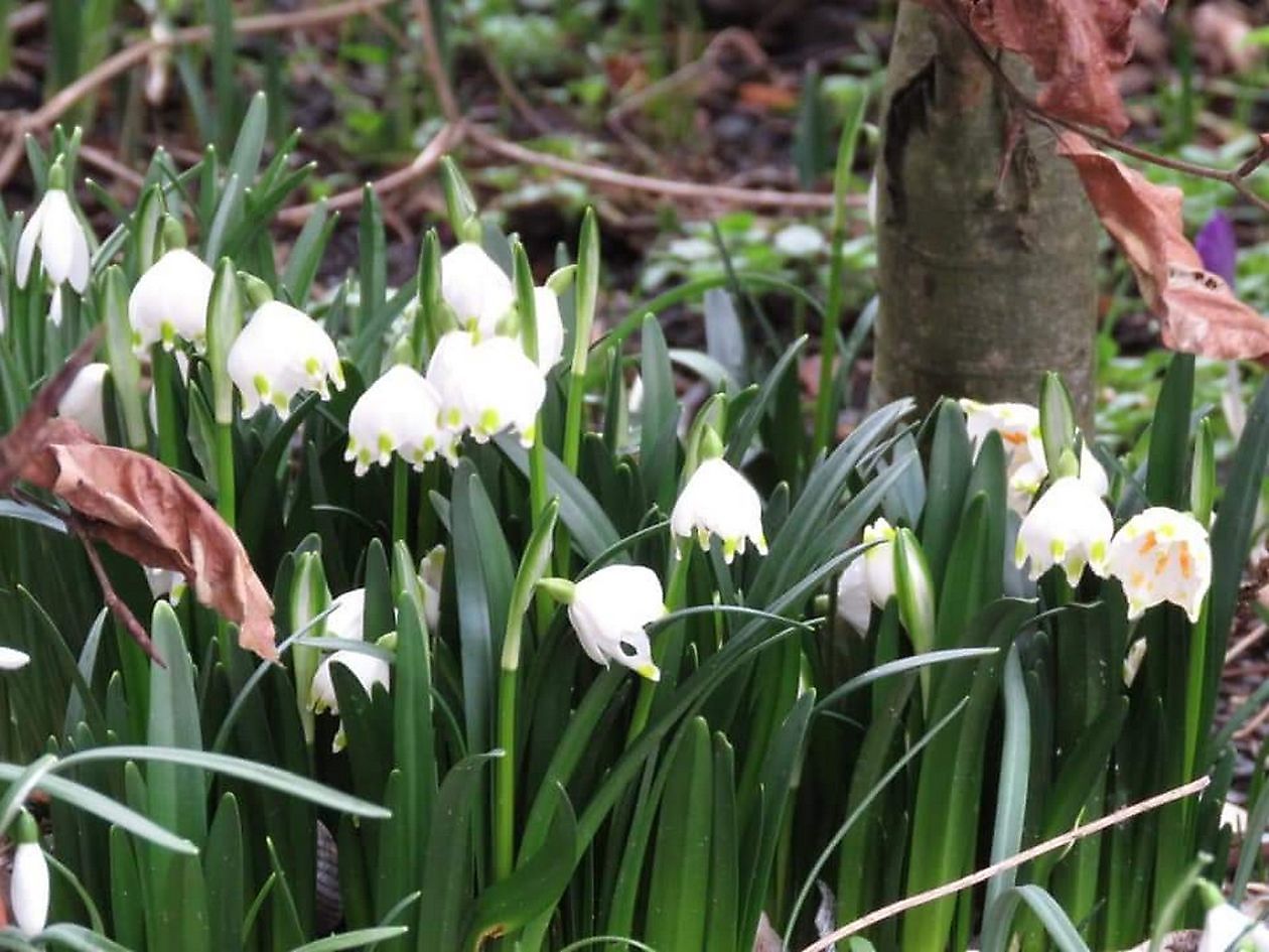 Der versteckte Garten am Jadebusen - Het Tuinpad Op / In Nachbars Garten