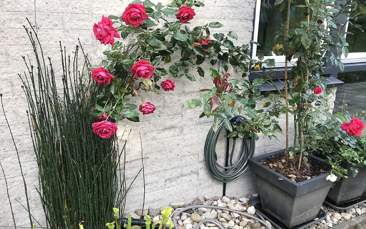 Uilenborg II - Het Tuinpad Op / In Nachbars Garten