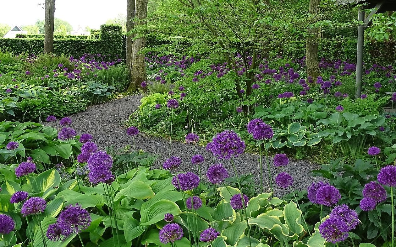 Tuinfleur - Het Tuinpad Op / In Nachbars Garten