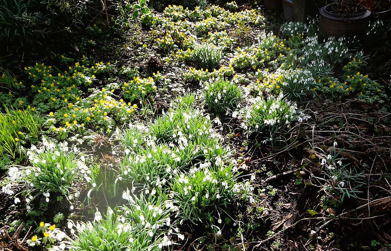 Christa Welling - Het Tuinpad Op / In Nachbars Garten