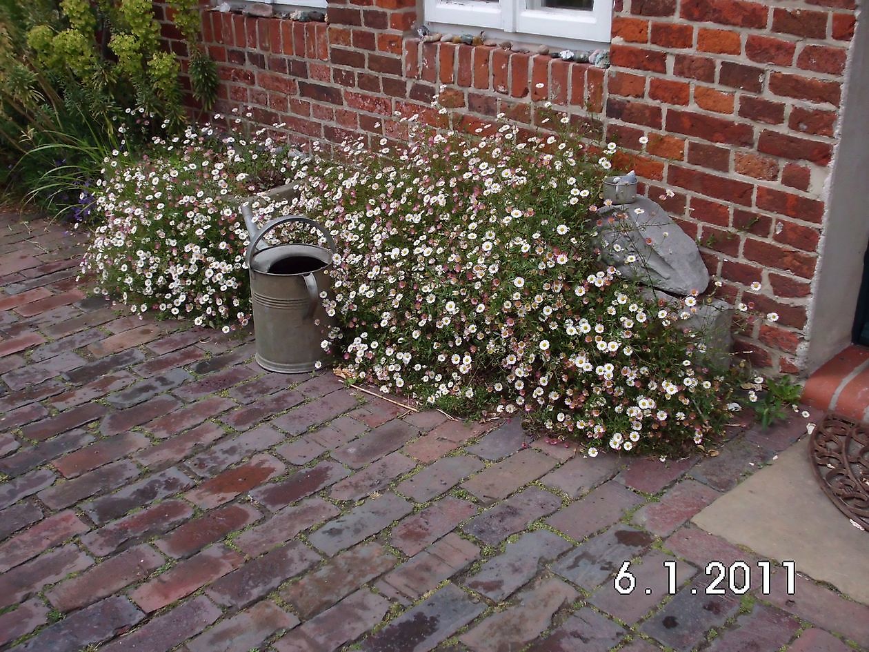 Blütenreich am Deich - Het Tuinpad Op / In Nachbars Garten