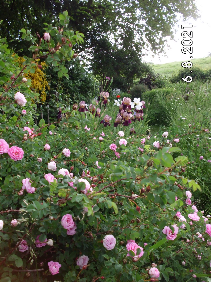 Blütenreich am Deich - Het Tuinpad Op / In Nachbars Garten