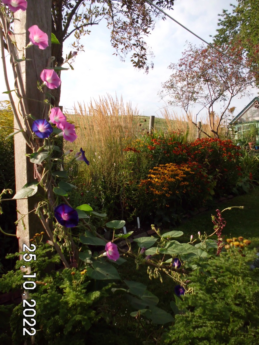Blütenreich am Deich - Het Tuinpad Op / In Nachbars Garten