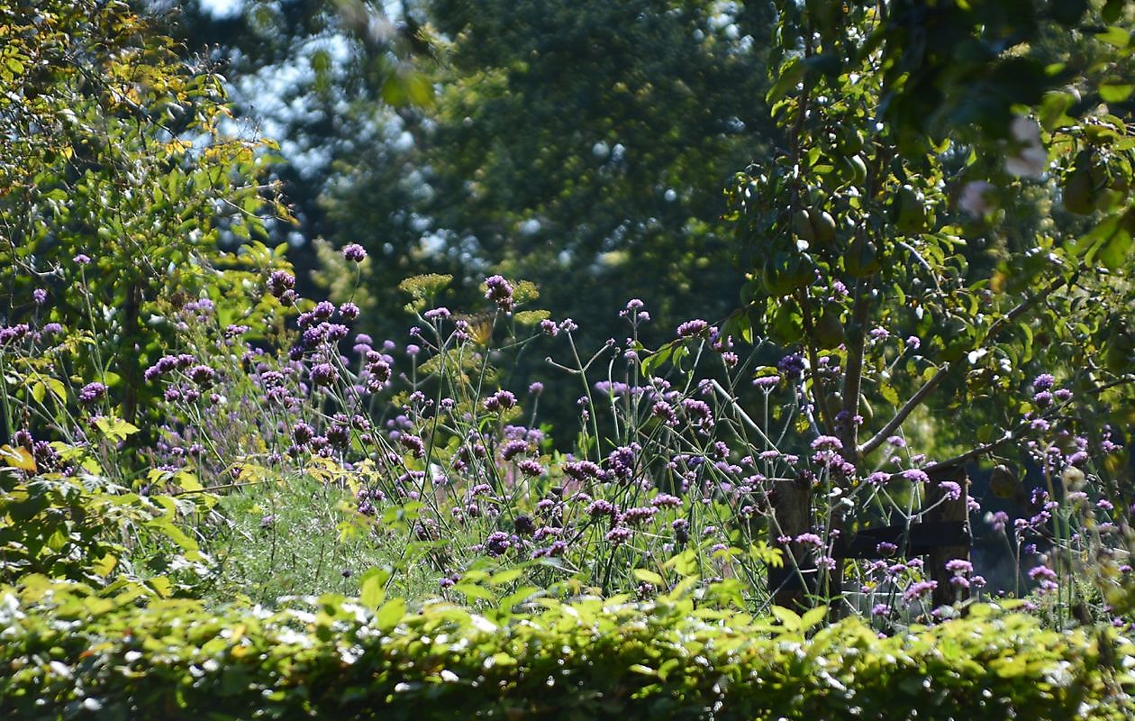 De Boerderijtuin - Het Tuinpad Op / In Nachbars Garten