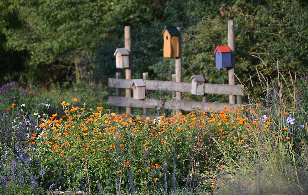 De Boerderijtuin - Het Tuinpad Op / In Nachbars Garten