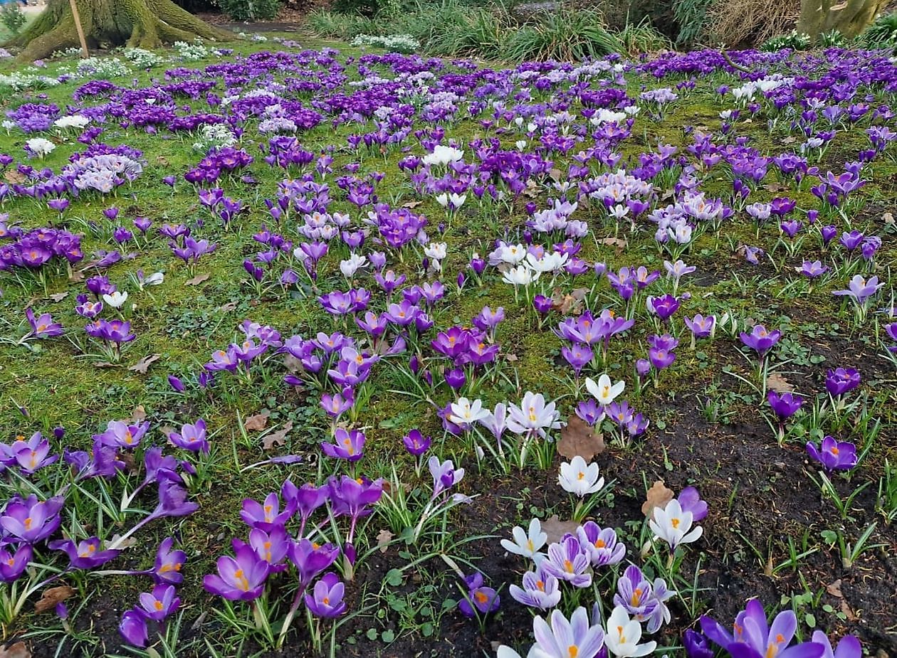 Arboretum Neuenkoop - Het Tuinpad Op / In Nachbars Garten