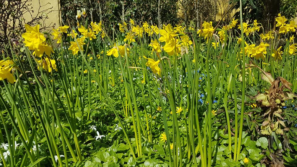 Arboretum Neuenkoop - Het Tuinpad Op / In Nachbars Garten