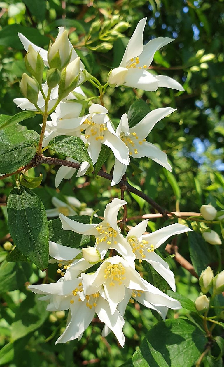 Arboretum Neuenkoop - Het Tuinpad Op / In Nachbars Garten