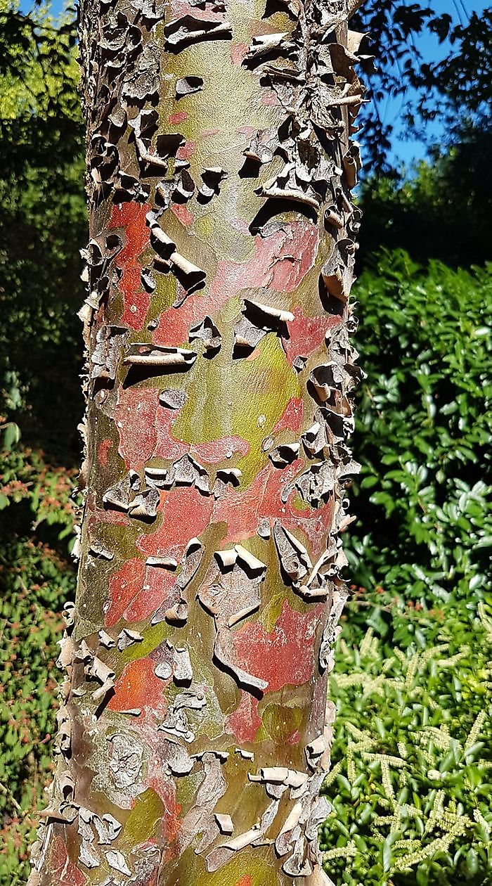 Arboretum Neuenkoop - Het Tuinpad Op / In Nachbars Garten