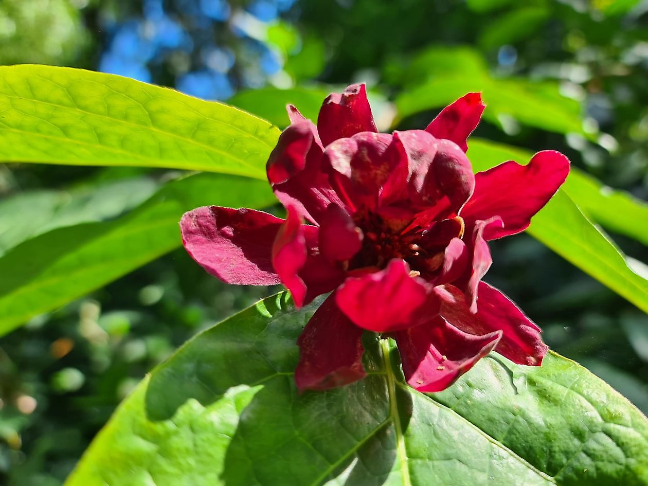 Arboretum Neuenkoop - Het Tuinpad Op / In Nachbars Garten