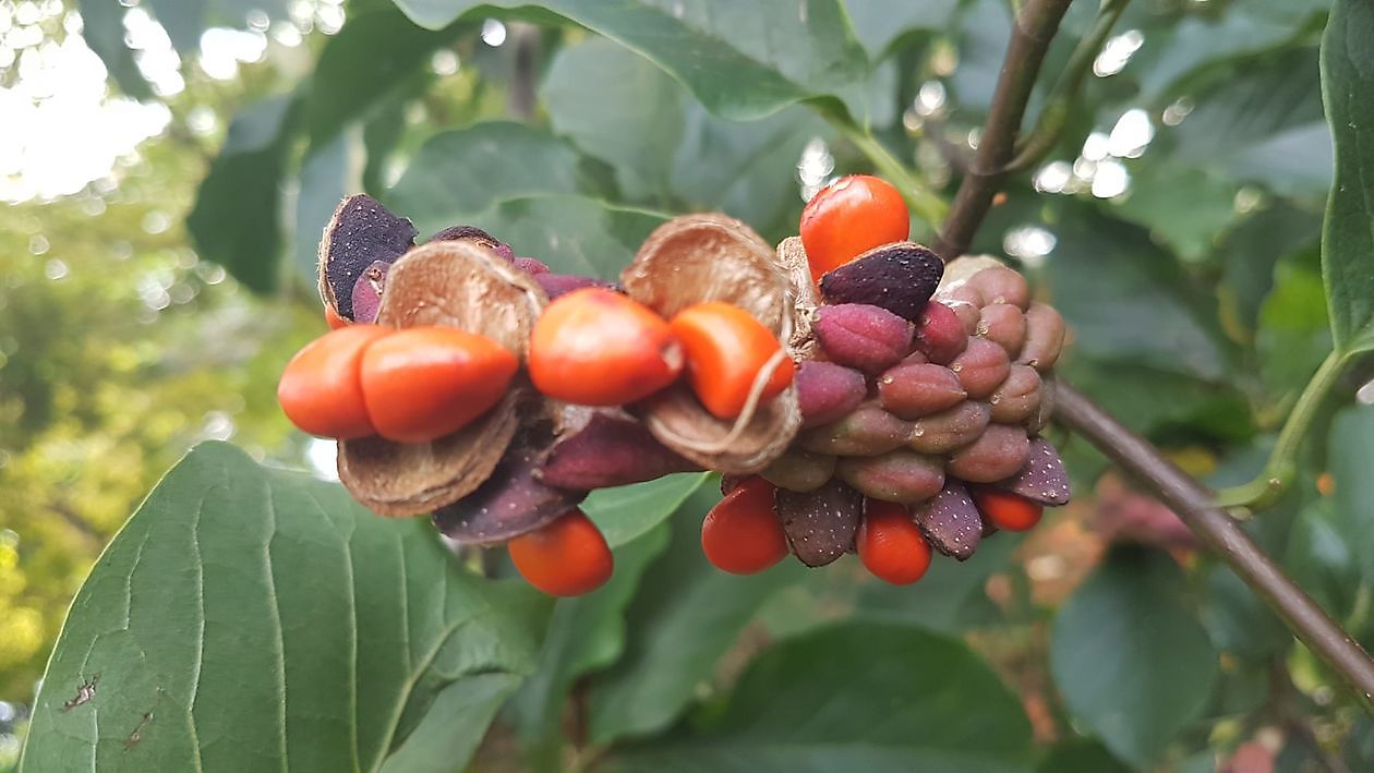 Arboretum Neuenkoop - Het Tuinpad Op / In Nachbars Garten