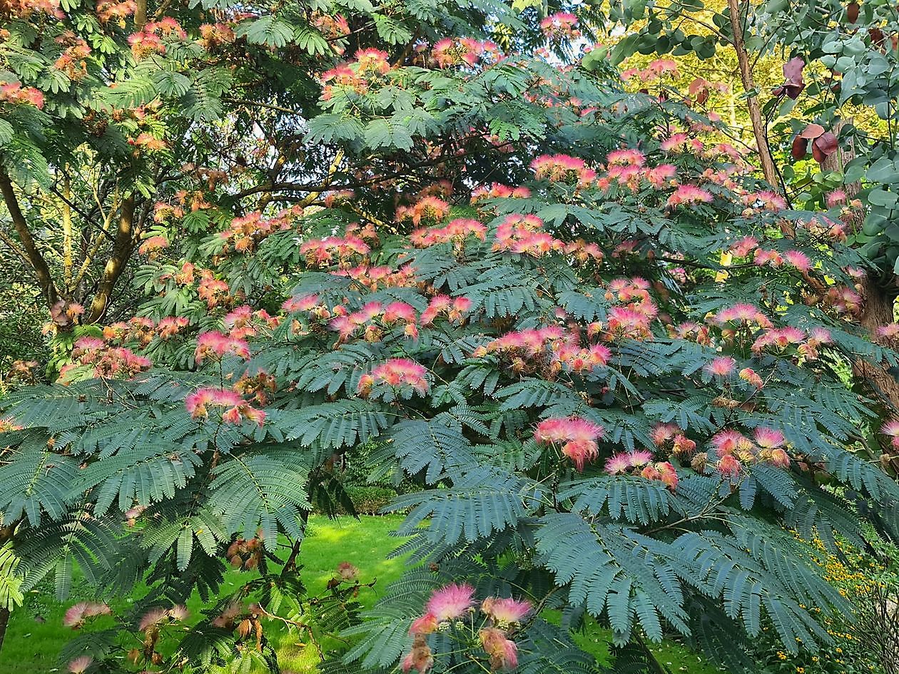 Arboretum Neuenkoop - Het Tuinpad Op / In Nachbars Garten