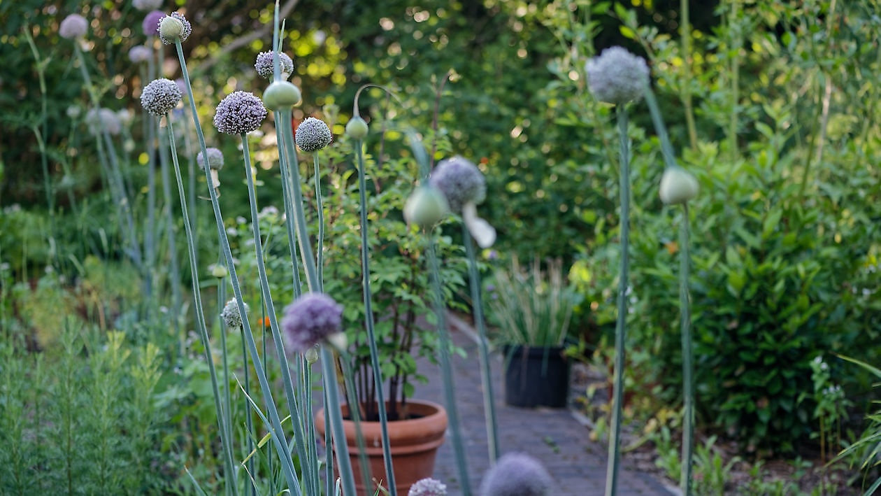 BlommenTuin - Het Tuinpad Op / In Nachbars Garten