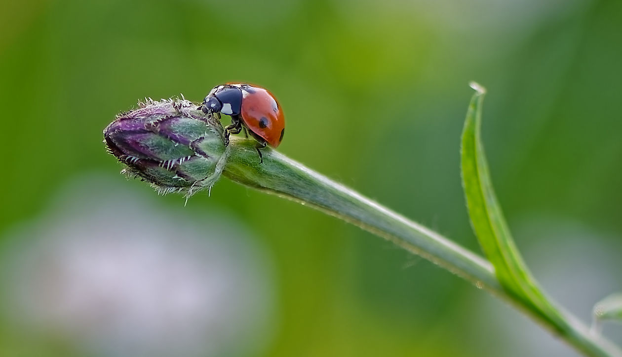 BlommenTuin - Het Tuinpad Op / In Nachbars Garten