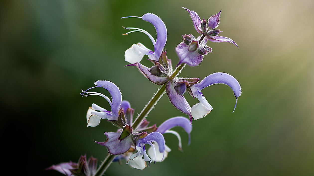 BlommenTuin - Het Tuinpad Op / In Nachbars Garten