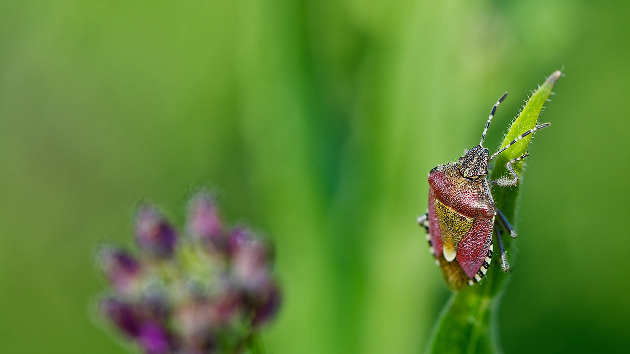 BlommenTuin - Het Tuinpad Op / In Nachbars Garten