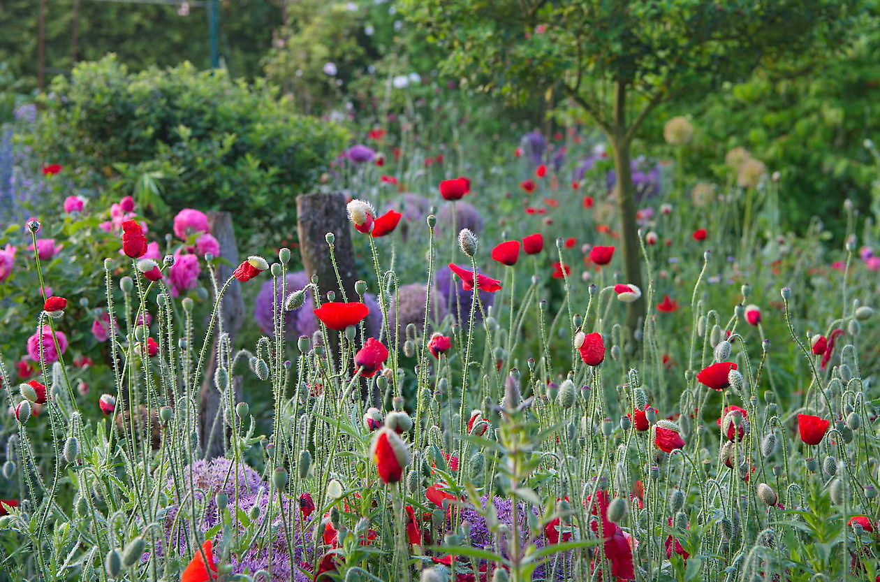 Landidyll Familie Tjarks - Het Tuinpad Op / In Nachbars Garten