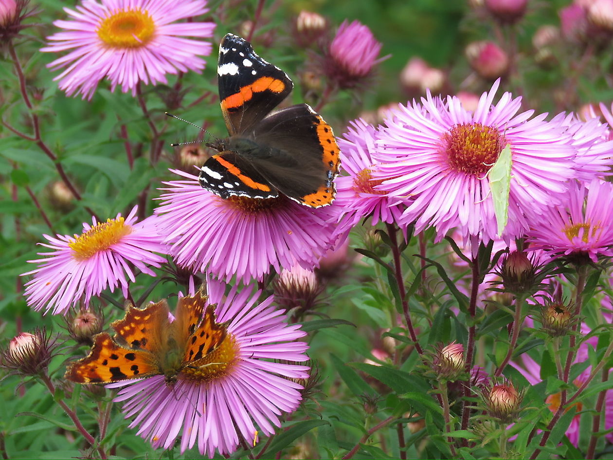 Landidyll Familie Tjarks - Het Tuinpad Op / In Nachbars Garten