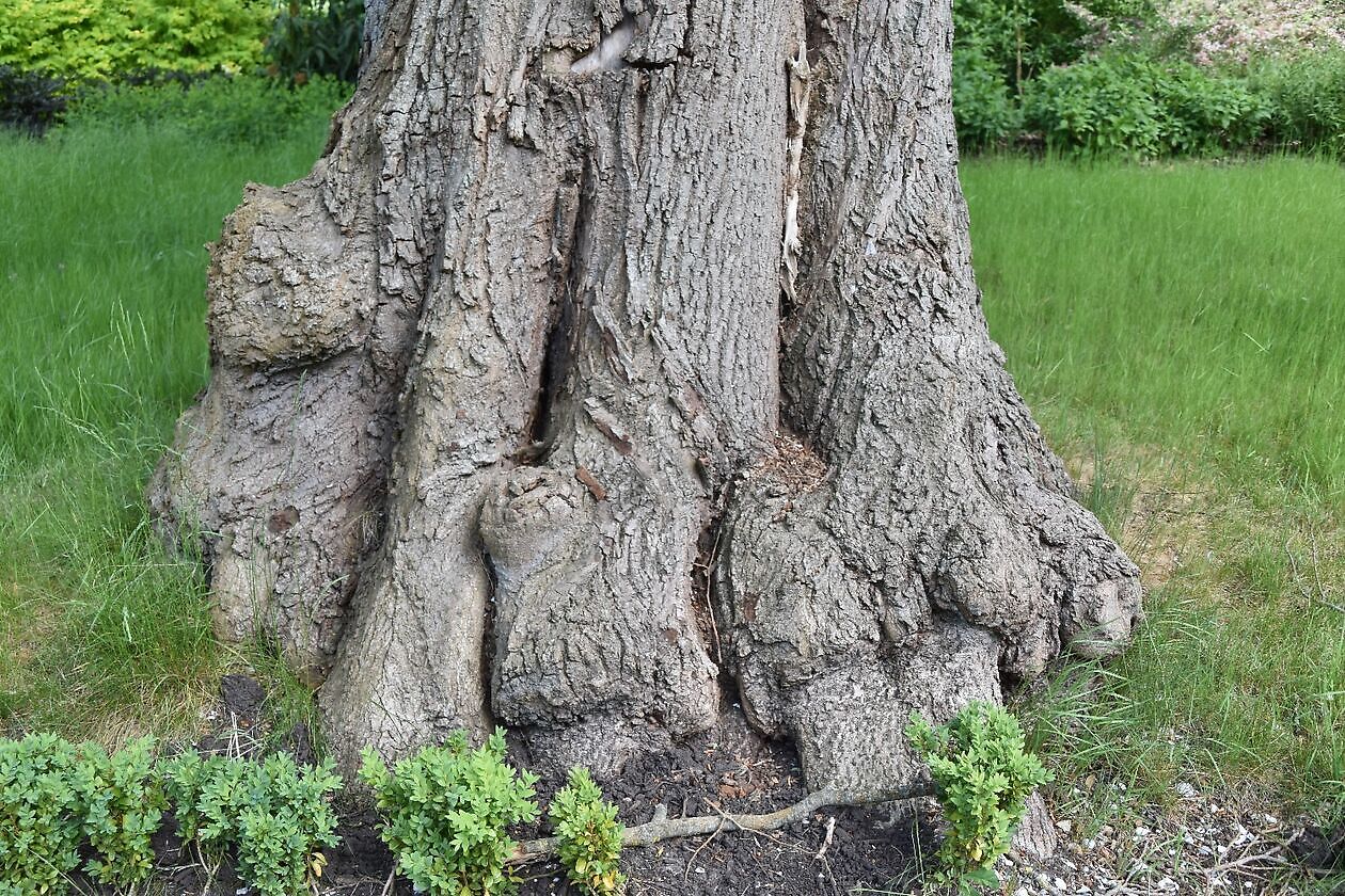 Veenborg Welgelegen - Het Tuinpad Op / In Nachbars Garten