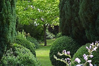 De Westerwoldse Lelie - Het Tuinpad Op / In Nachbars Garten