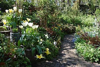 Wubsbos - Het Tuinpad Op / In Nachbars Garten