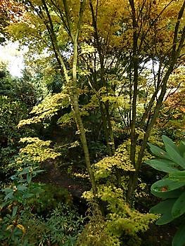 Garten der Stille - Het Tuinpad Op / In Nachbars Garten