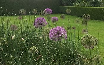 De Woldtuin - Het Tuinpad Op / In Nachbars Garten