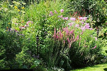 De Hoofdmeesterstuin - Het Tuinpad Op / In Nachbars Garten