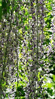 Mei Chu - Het Tuinpad Op / In Nachbars Garten