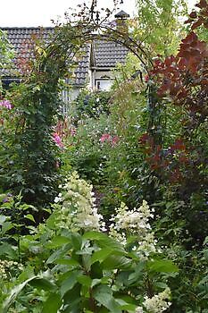 Bloummhoeske - Het Tuinpad Op / In Nachbars Garten